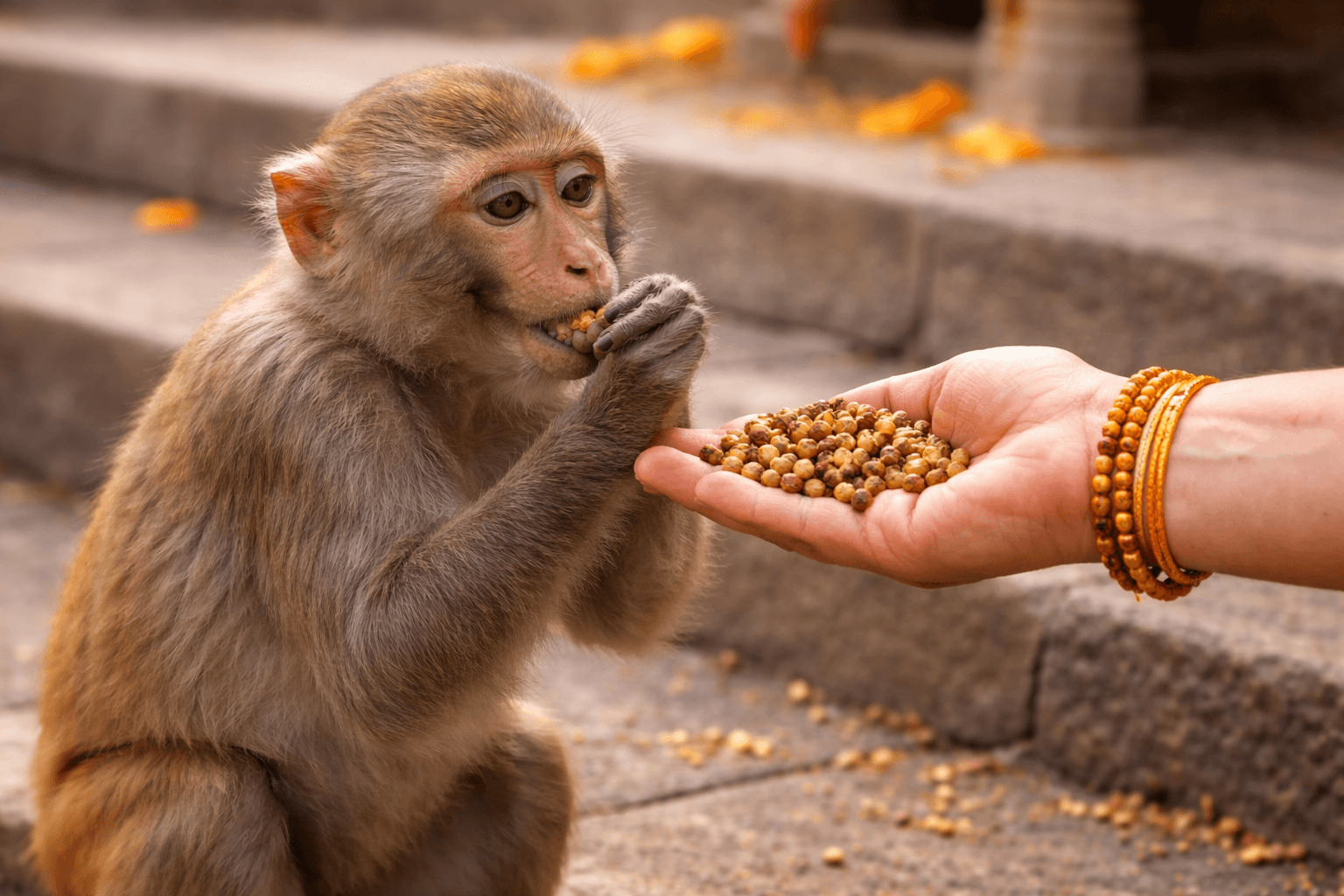 Feed Chana to 1 Monkey